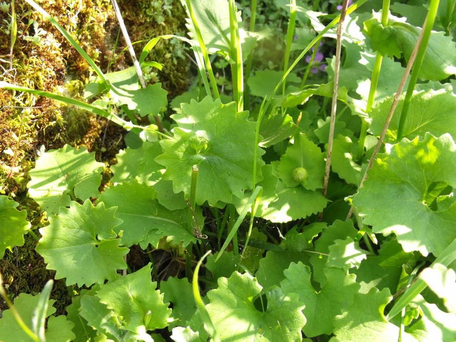 Doronicum columnae